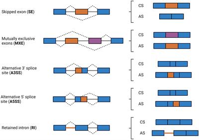 Alternative splicing of pre-mRNA modulates the immune response in Holstein cattle naturally infected with Mycobacterium avium subsp. paratuberculosis